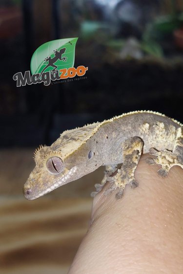Magazoo Gecko à crête harlequin pinstripe dalmatien #2