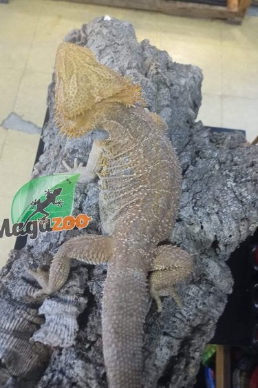 Magazoo Bearded dragon Male 1 year old / 2nd chance adoption