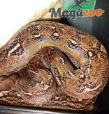 Magazoo Boa Sonoran Leopard (66% pos. Het. Super Stripe) Male