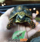 Magazoo Red-footed Tortoise #2 (Baby 2022)