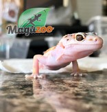 Magazoo Leopard gecko white and yellow  (Born May 7, 2022)