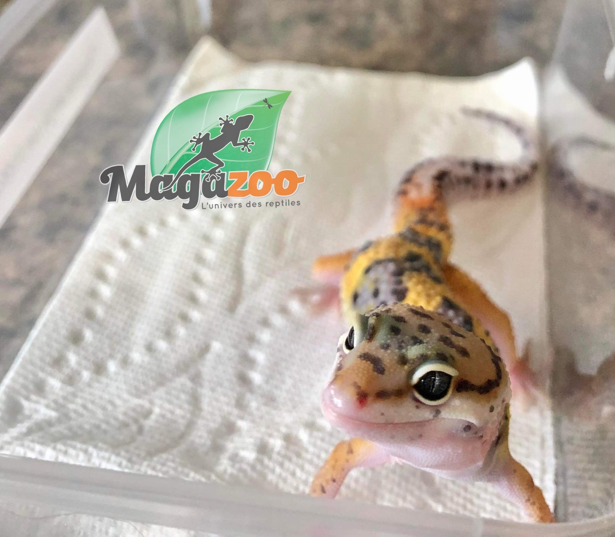 Magazoo Leopard gecko Tangerine jungle Male (Born May 1, 2022)