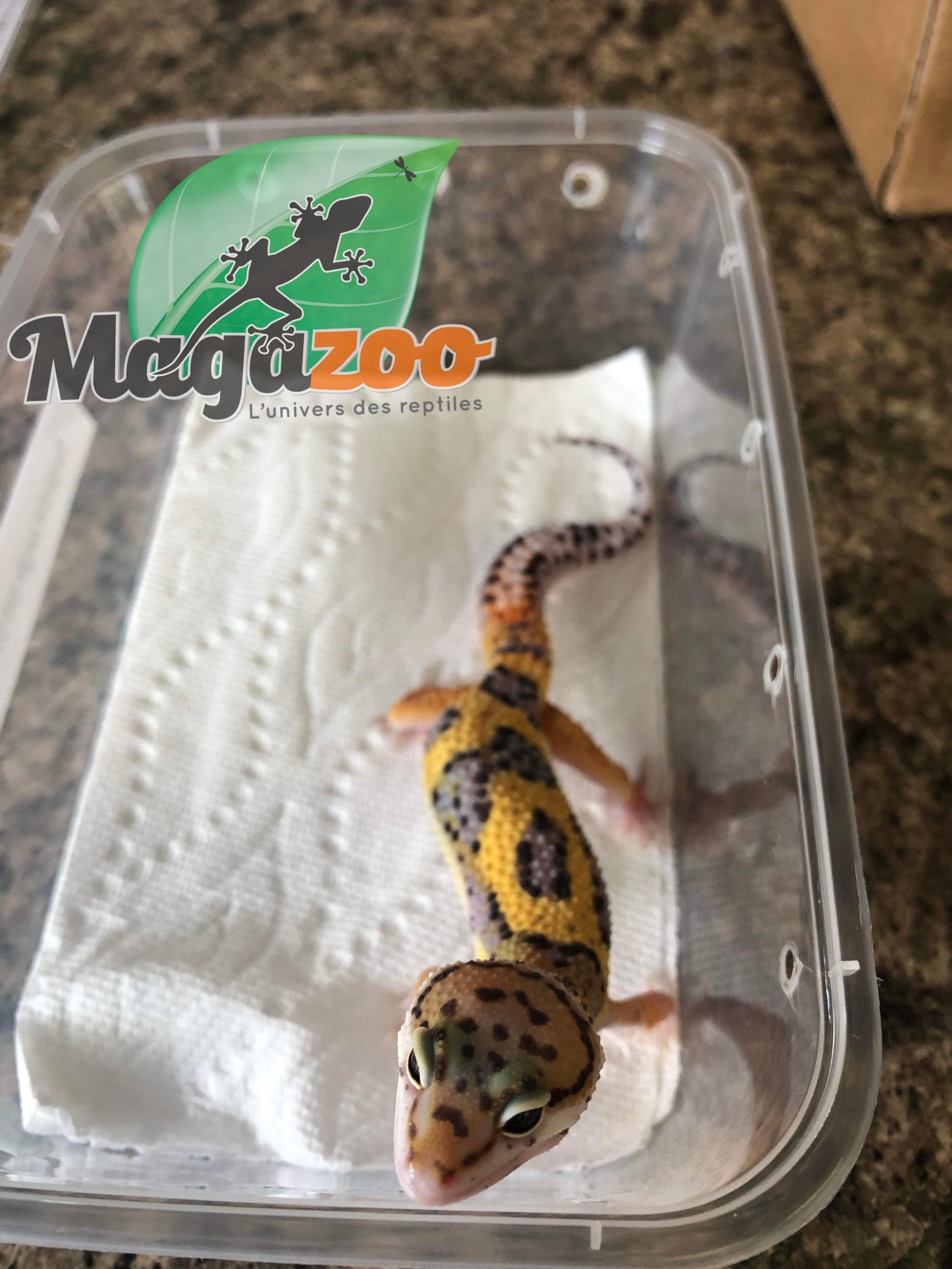 Magazoo Leopard gecko Tangerine jungle Male (Born May 1, 2022)