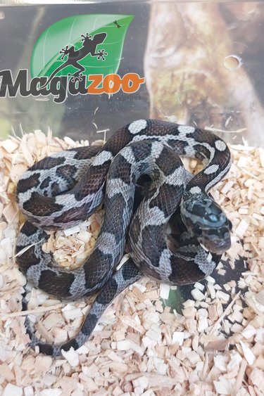 Magazoo Corn snake Charcoal