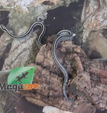 Magazoo Serpent des blés Tessera Anery Male