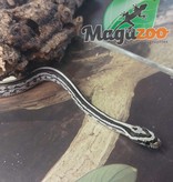 Magazoo Corn snake Tessera Anery