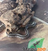 Magazoo Serpent des blés Tessera Anery Male