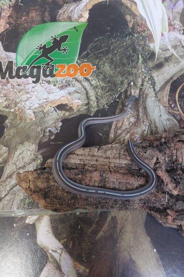 Magazoo Corn snake Tessera Charcoal motley