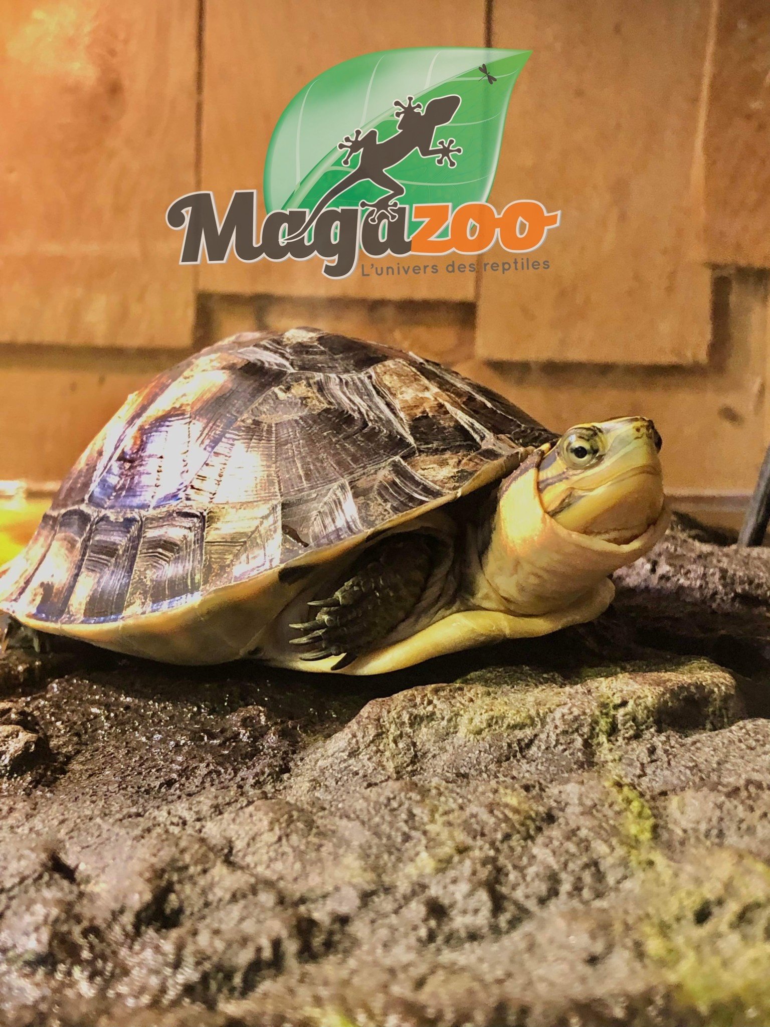 Magazoo Malayan Box turtle
