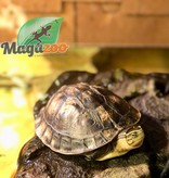 Magazoo Malayan Box turtle