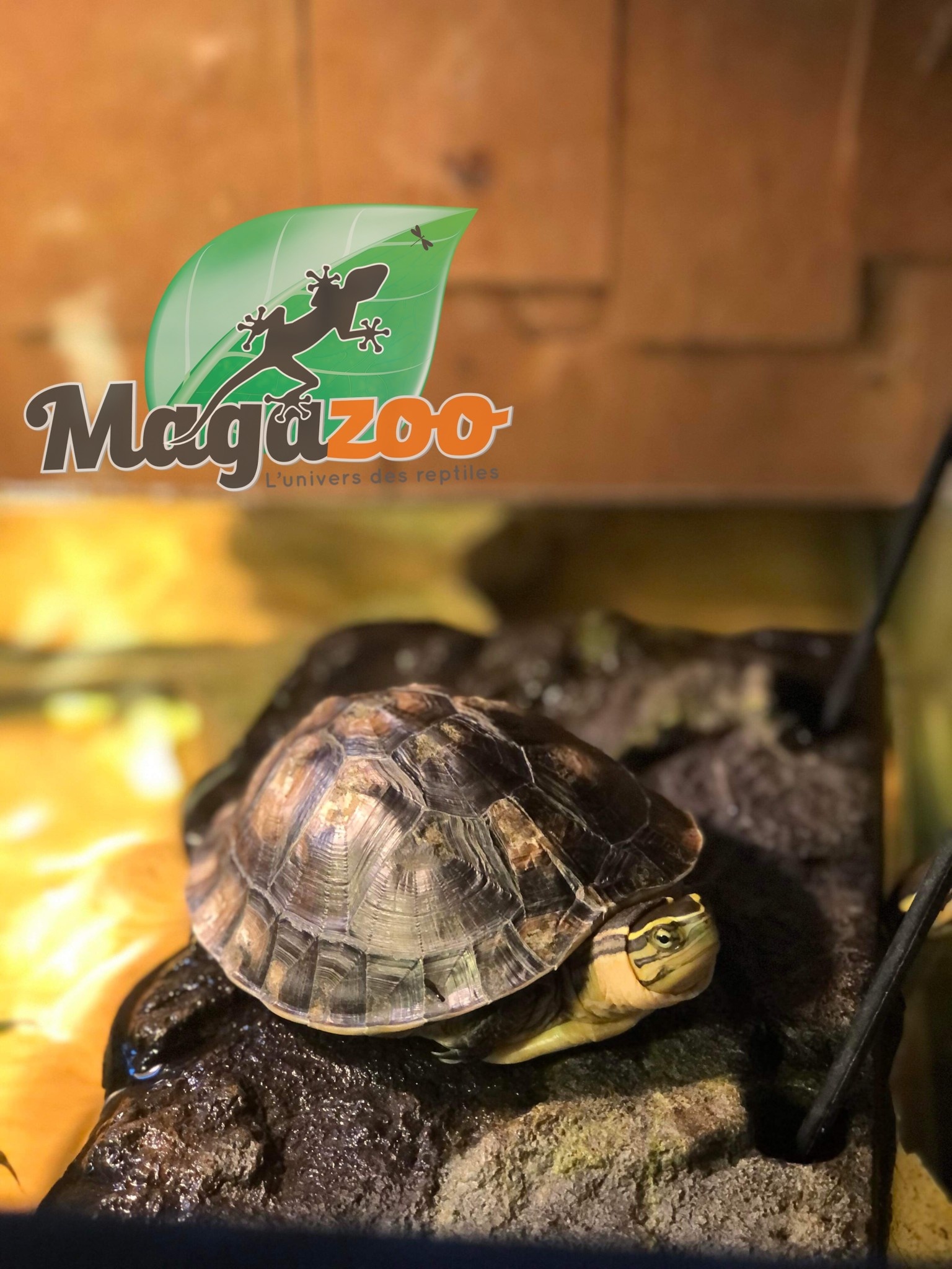 Magazoo Malayan Box turtle