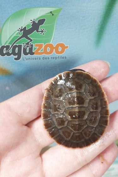 Magazoo Red-Bellied sidenecked turtle baby