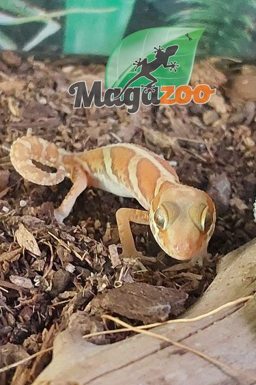 Magazoo Panther gecko ( pictus) albino born in captivity May 19, 2022
