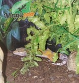 Magazoo Gecko léopard Tremper Albino Femelle (Né 30 Avril 22 )