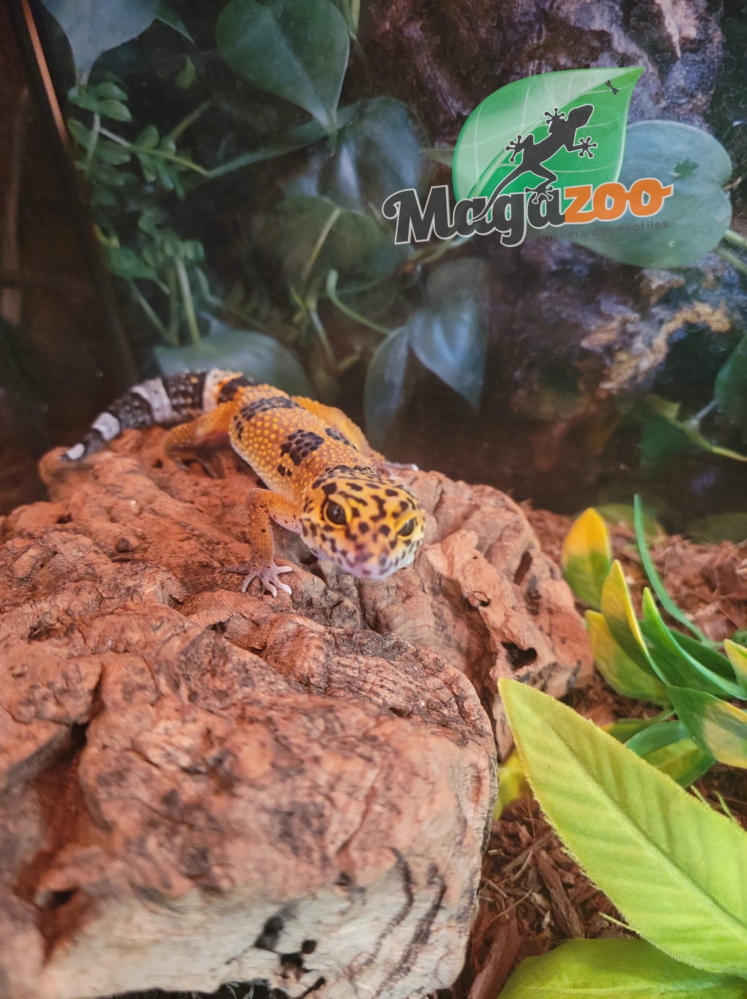 Magazoo Leopard gecko Tangerine Mandarin Female (Born April 28, 2022)