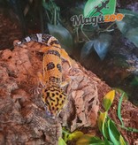 Magazoo Gecko léopard Tangerine Mandarin Femelle (né 28 avril 22)