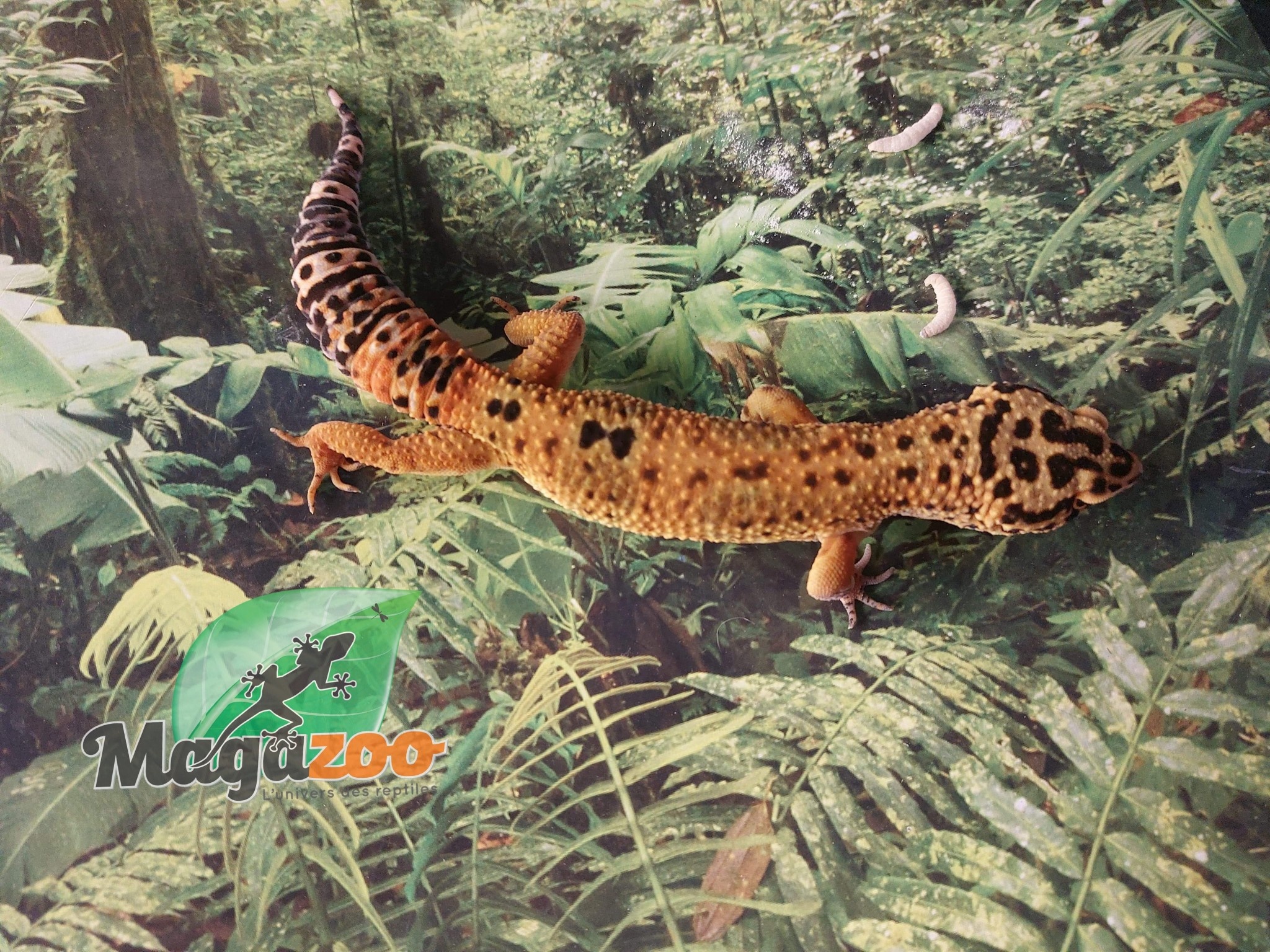 Magazoo Leopard gecko male tangerine