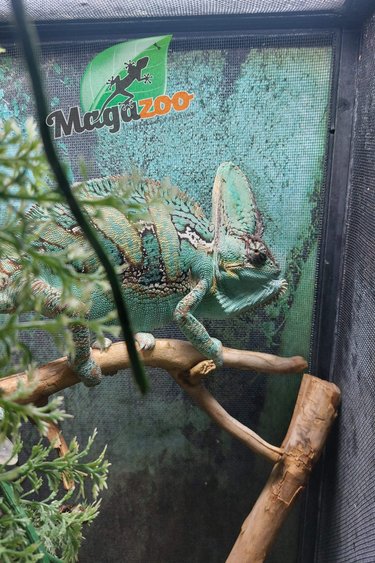 Magazoo Veiled Chameleon (Male 2 years old)