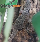 Magazoo Gecko des maisons mâle - Male house gecko