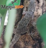 Magazoo House Gecko male