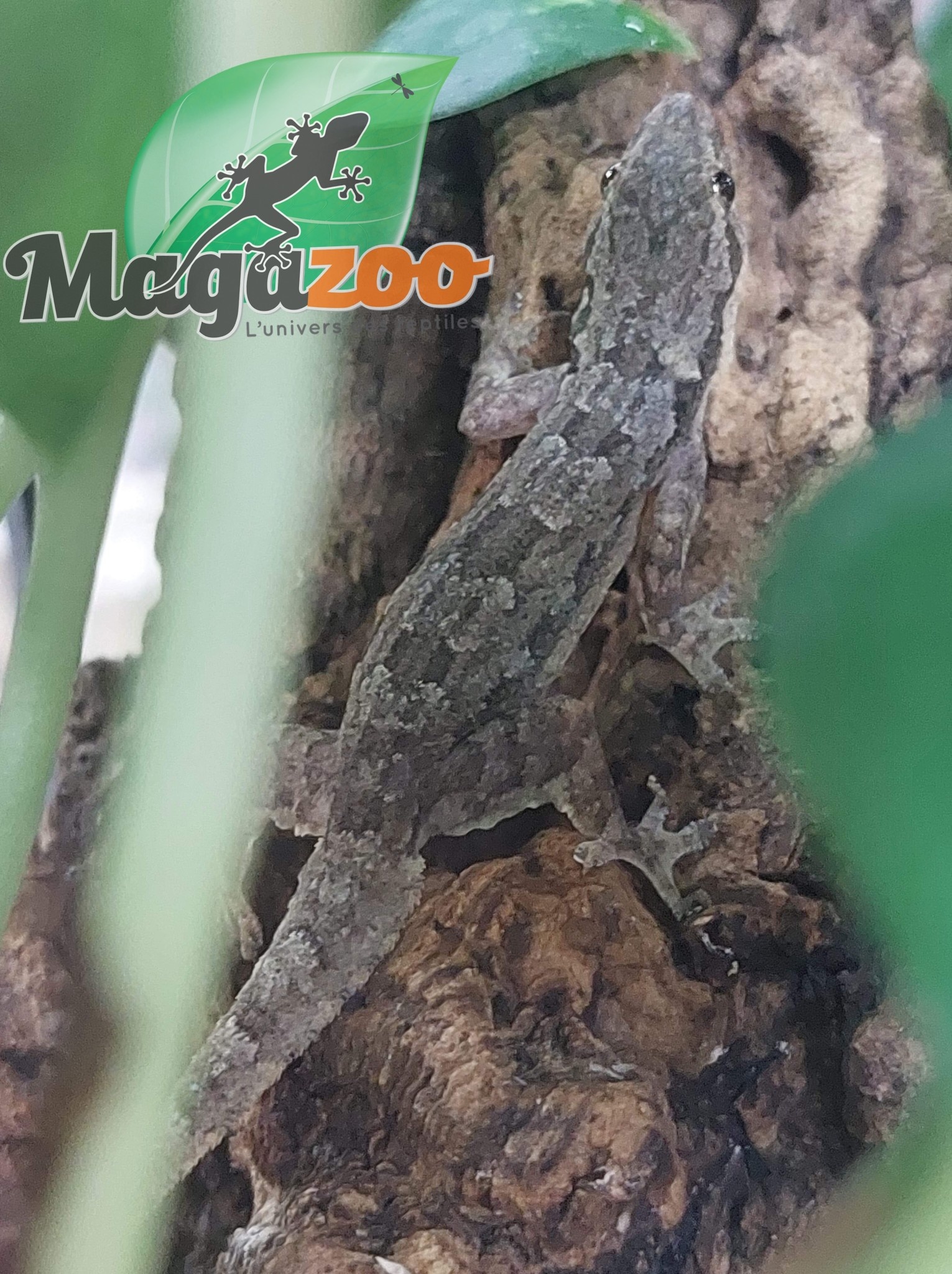Magazoo House Gecko male