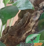 Magazoo Gecko des maisons mâle - Male house gecko