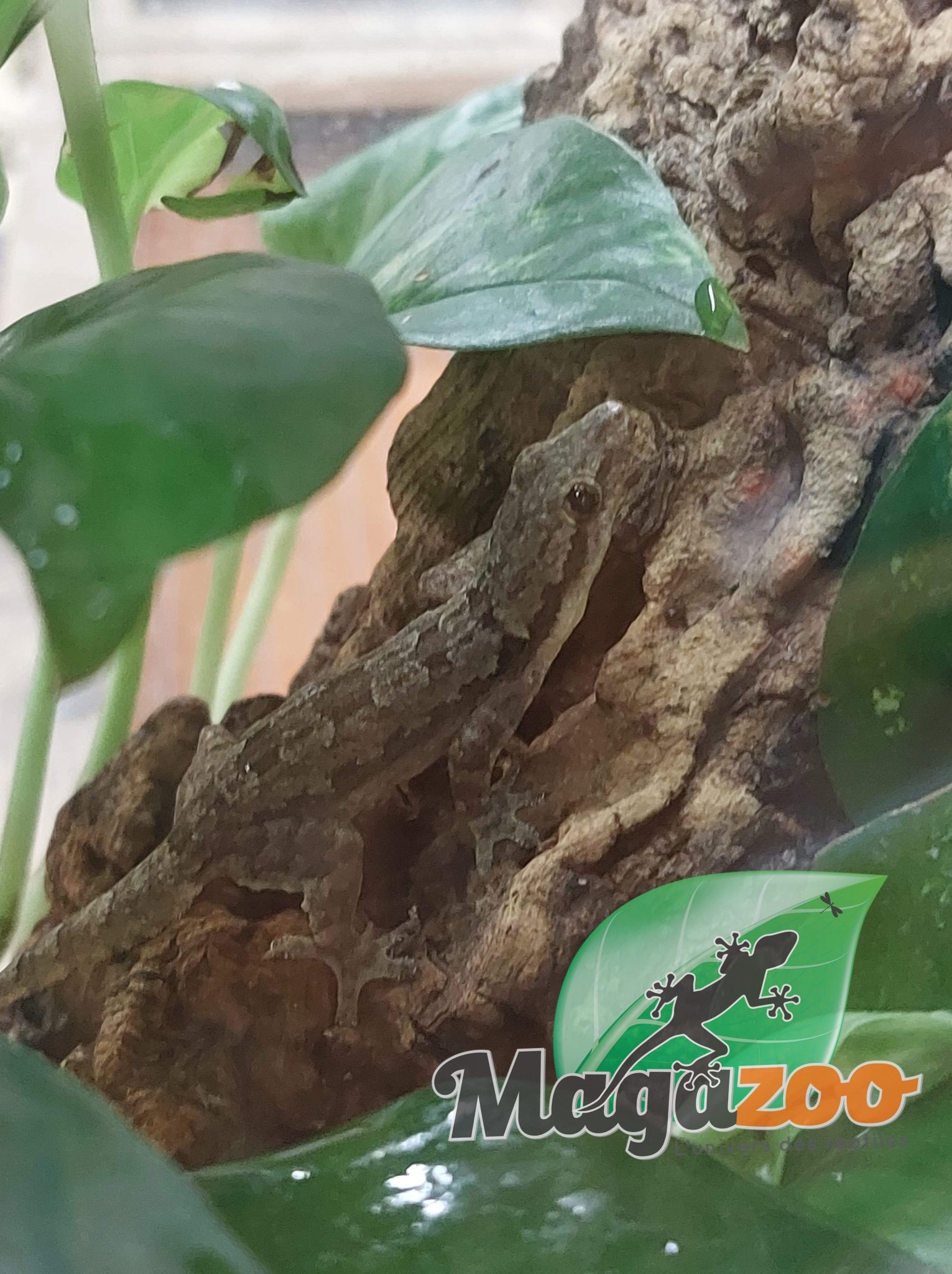 Magazoo Gecko des maisons mâle - Male house gecko