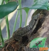 Magazoo Gecko des maisons mâle - Male house gecko