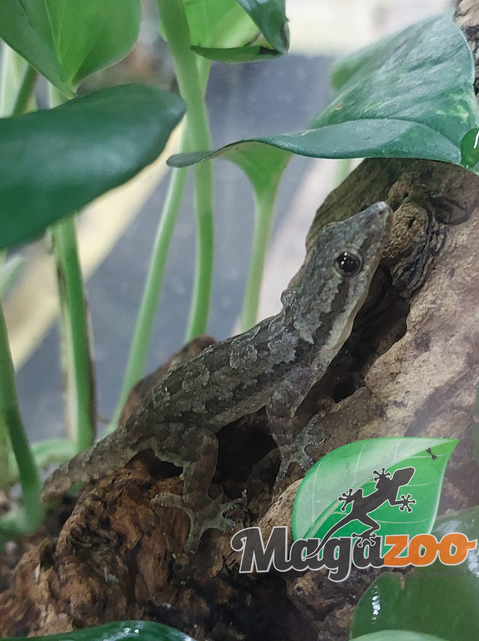 Magazoo Gecko des maisons mâle - Male house gecko