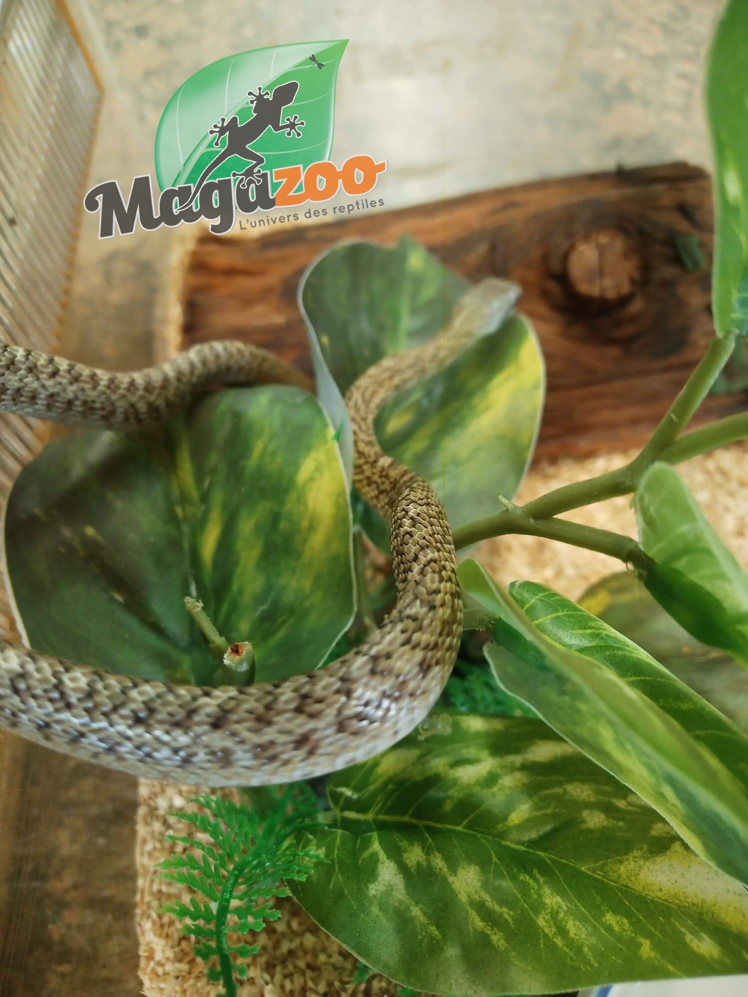 Magazoo Serpent ratier Japonais (Bébé Femelle #1)