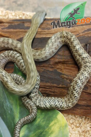 Magazoo Serpent ratier Japonais (Bébé Femelle #1)