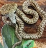 Magazoo Kunashir rat snake (Baby female #1)