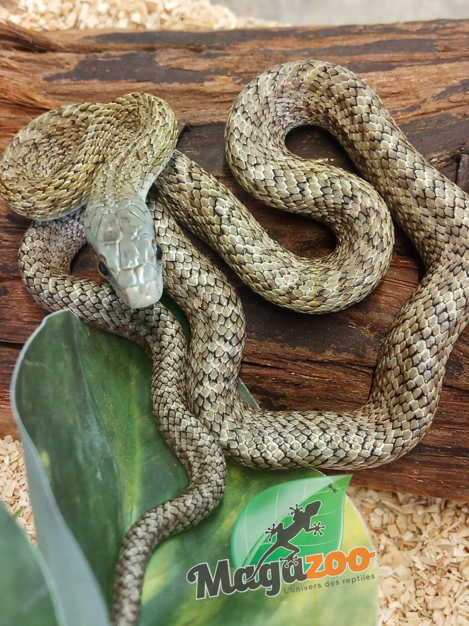 Magazoo Kunashir rat snake (Baby female #1)