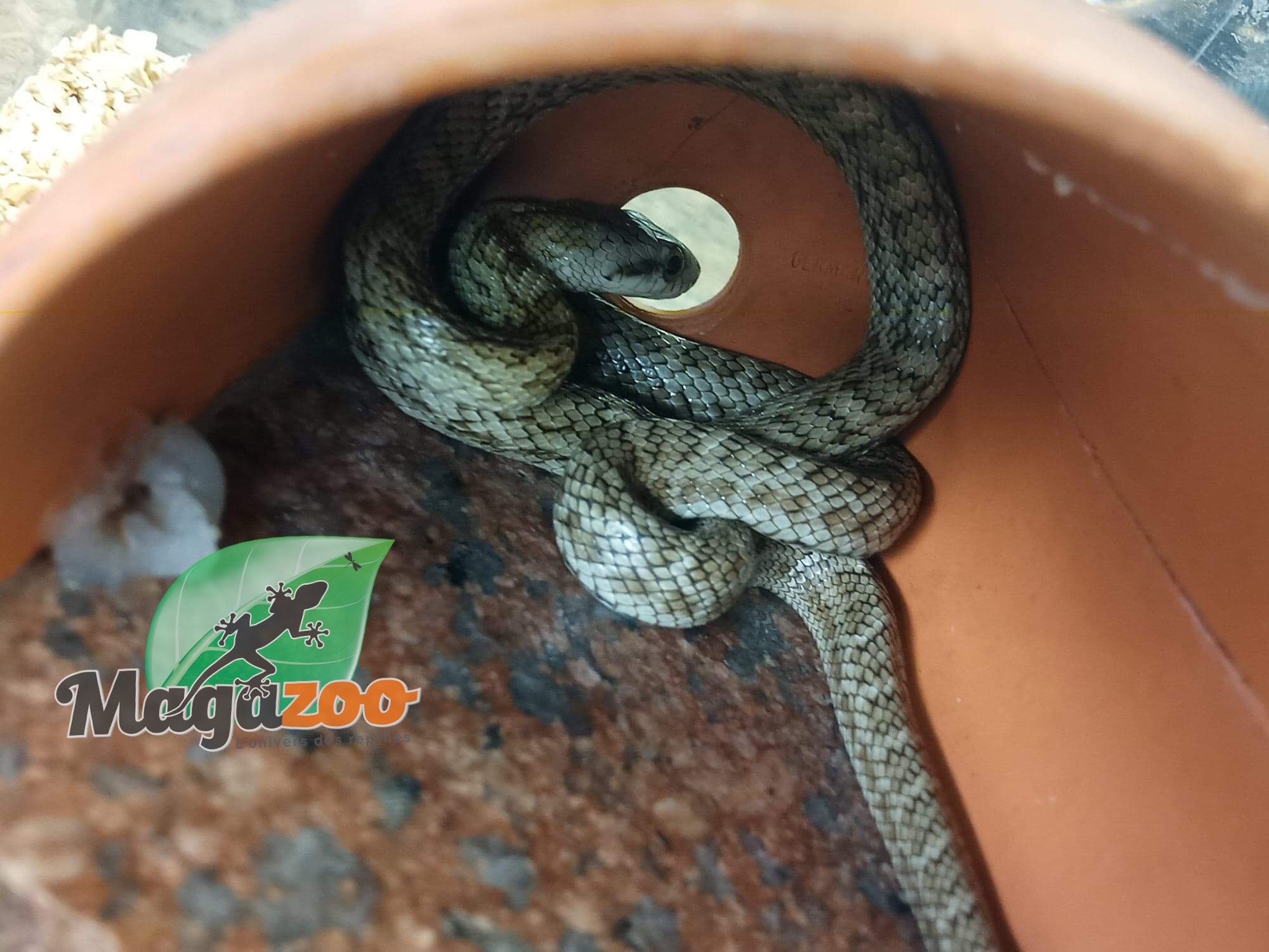 Magazoo Kunashir rat snake (Baby female #2)