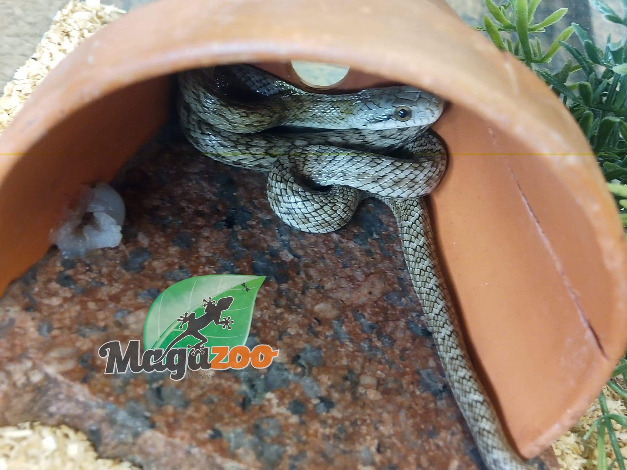 Magazoo Serpent ratier Japonais (Bébé Femelle #2)