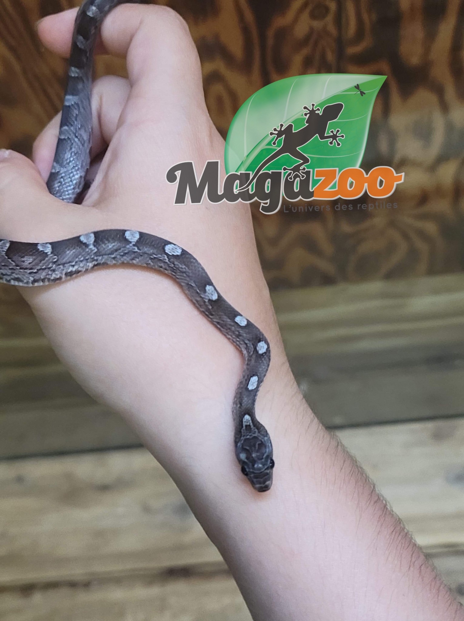 Magazoo Corn snake Pewter male #1