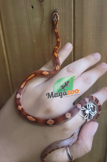 Magazoo Serpent des Blés Motley Femelle (het. Charcoal, anery)