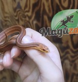 Magazoo Serpent ratier de Dione ''Vladimir'' (Bébé)