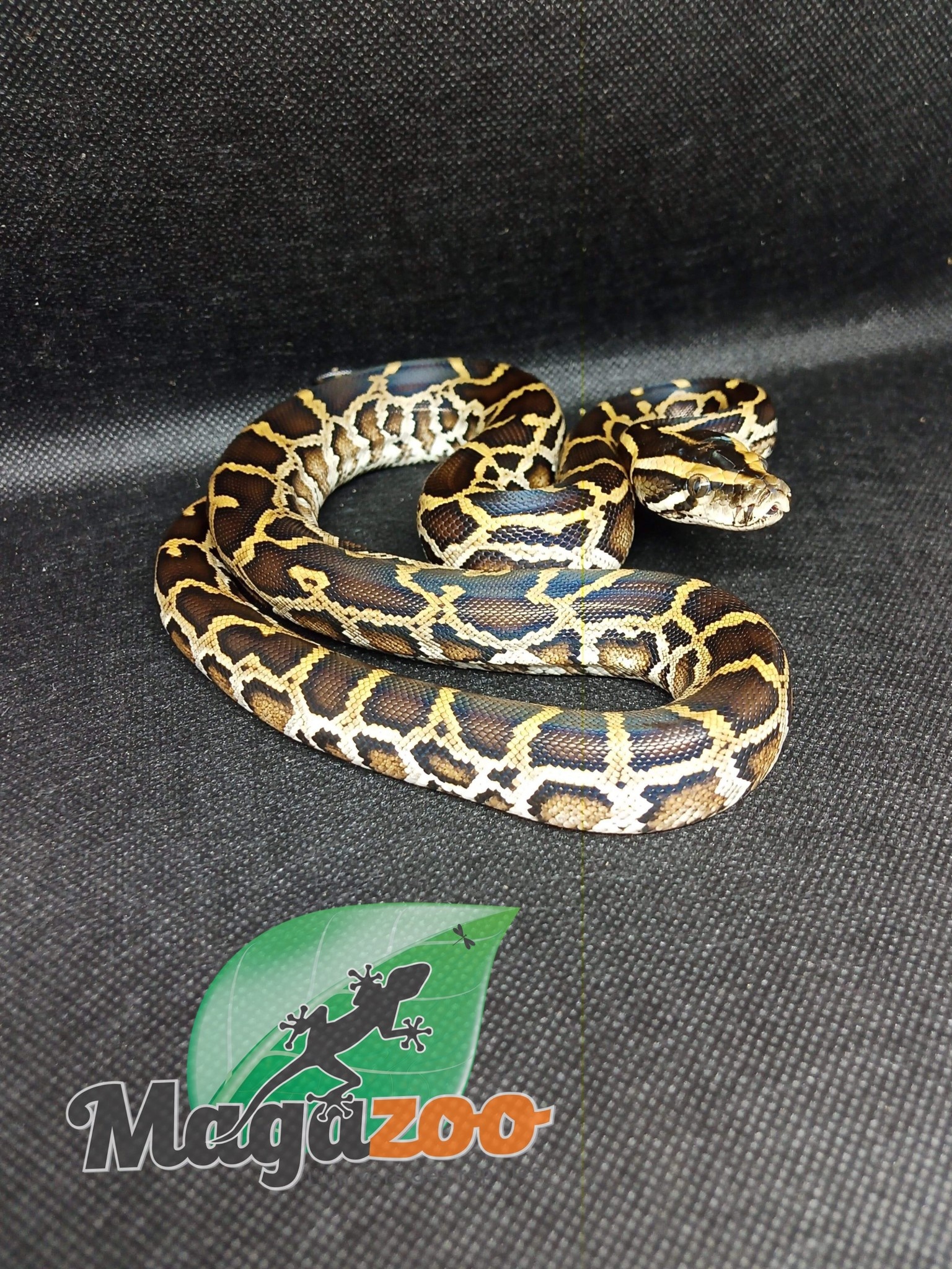 Magazoo Burmese python DH. Toffee (C1 C2) Baby 2022 Female