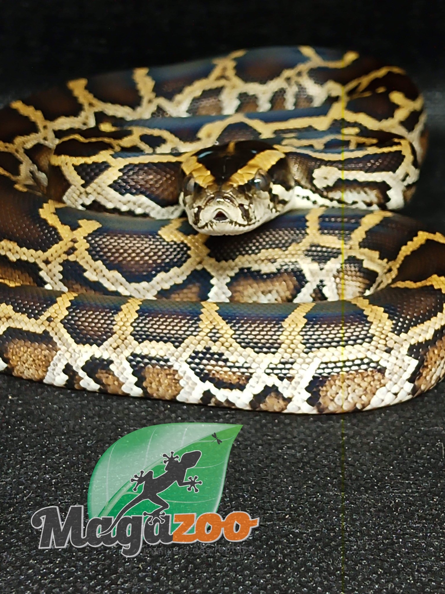 Magazoo Burmese python DH. toffee (C1 C2) Baby 2022 Male