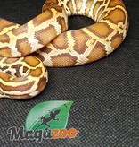 Magazoo Burmese python Caramel (2) het. Toffee (1) Baby 2022 Female