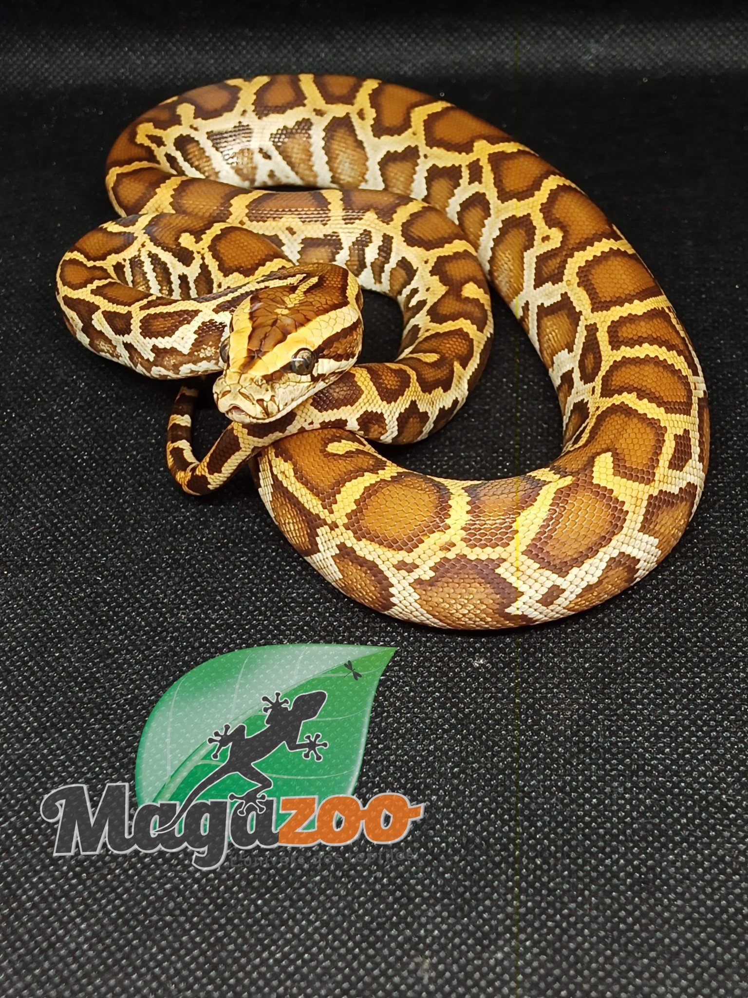 Magazoo Burmese python Caramel (2) het. Toffee (1) Baby 2022 Male
