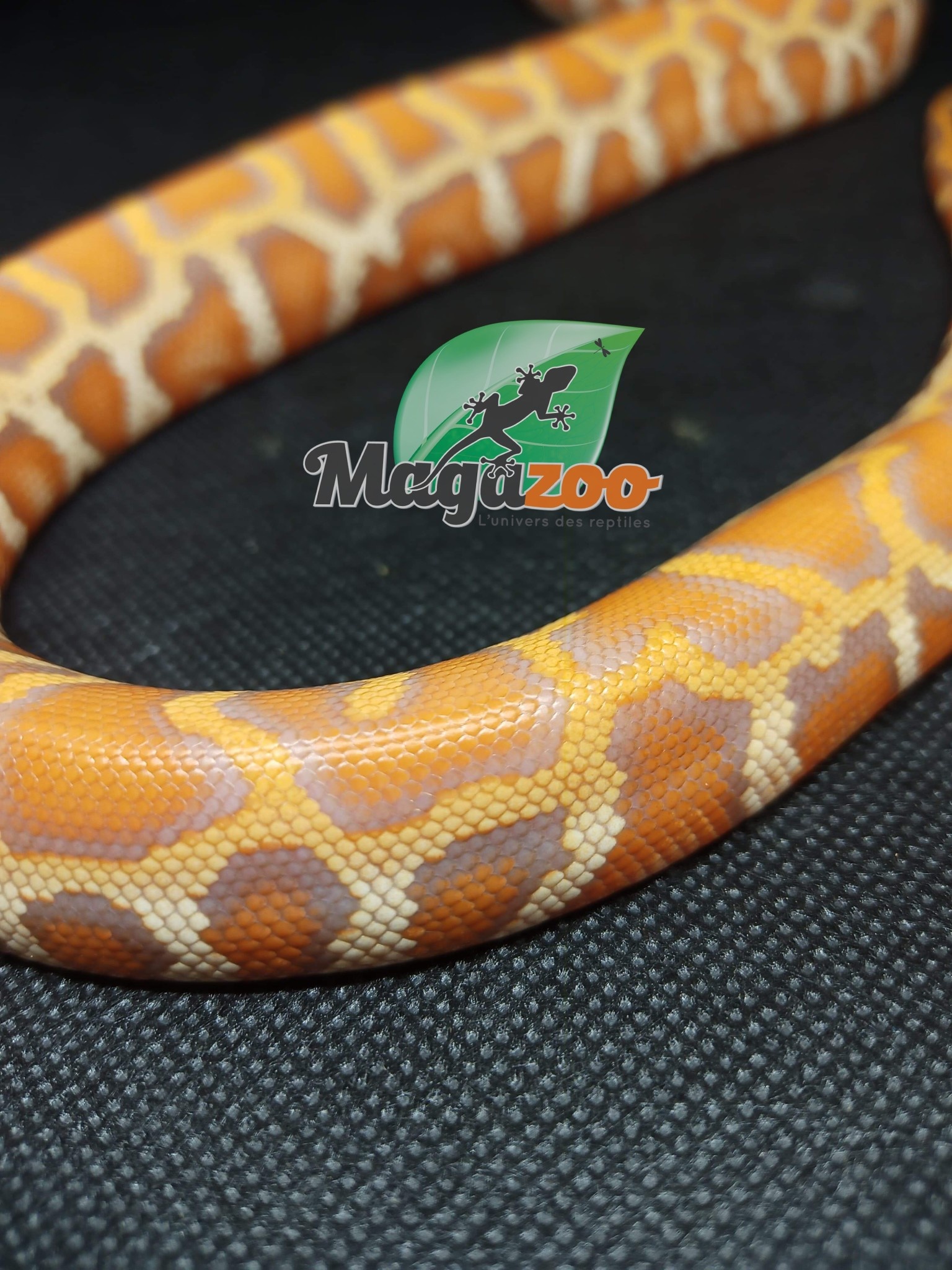 Magazoo Burmese python Double Toffee (Homozygote C1 C2) Baby 2022 Male