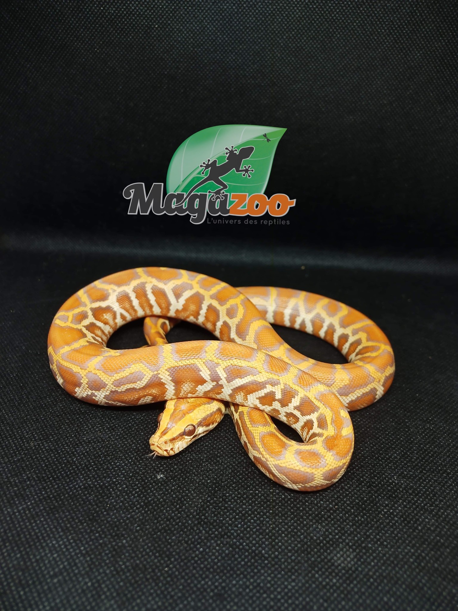 Magazoo Burmese python Double Toffee (Homozygote C1 C2) Baby 2022 Male