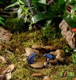 Exoterra EXO TERRA Bol à eau en galet en forme d'étang