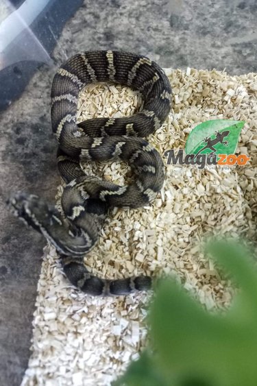 Magazoo Serpent ratier Russe 2022 (het. Axanthique) #2 mâle