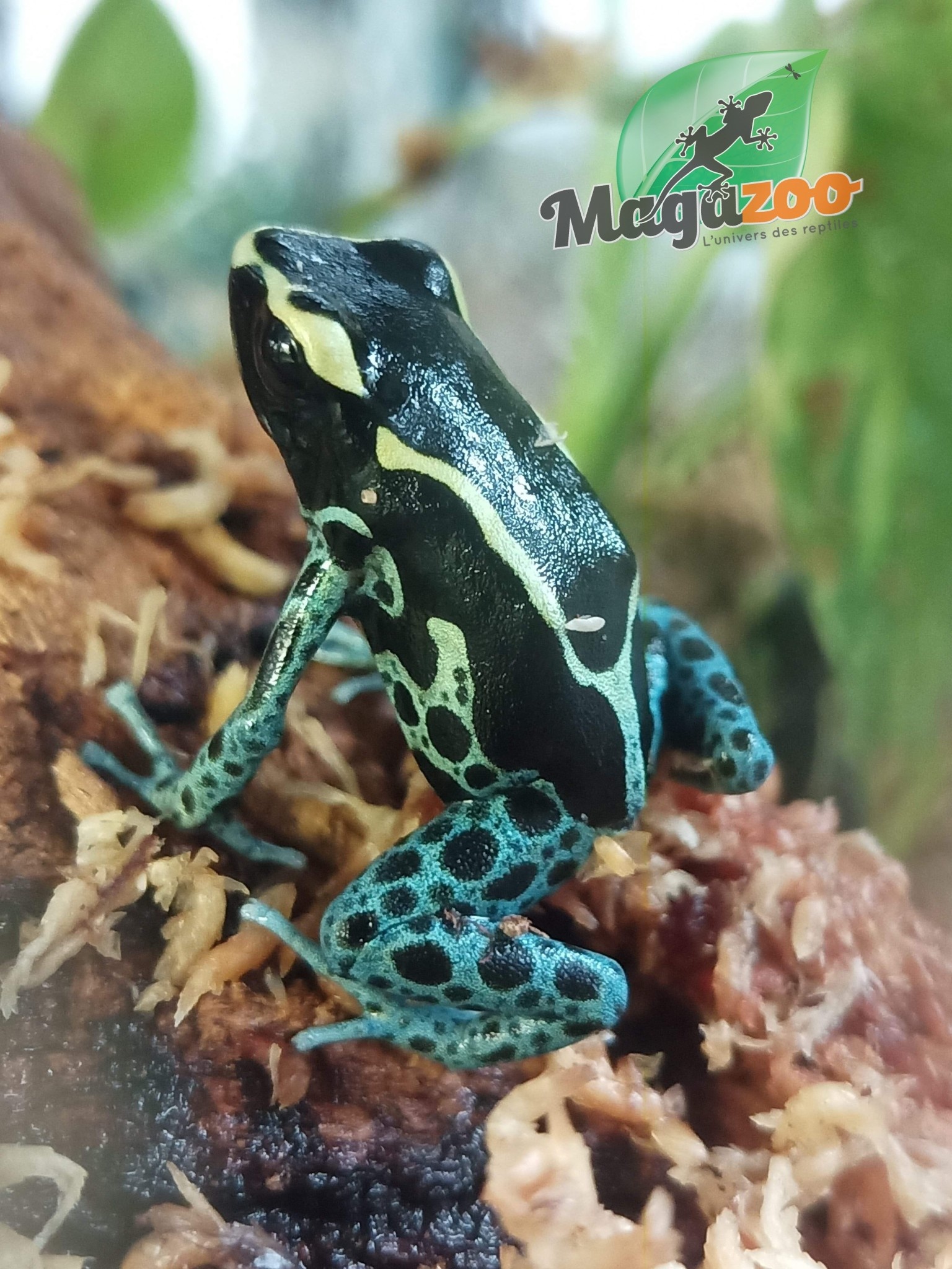 Magazoo Powder blue Poison Dart frog