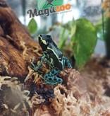 Magazoo Powder blue Poison Dart frog
