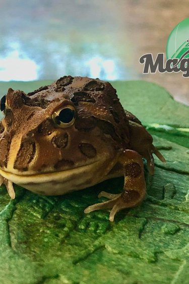 Magazoo Ornata horned frog Coffee (PacMan)