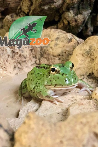 Magazoo Green horned frog (PacMan) Peppermint